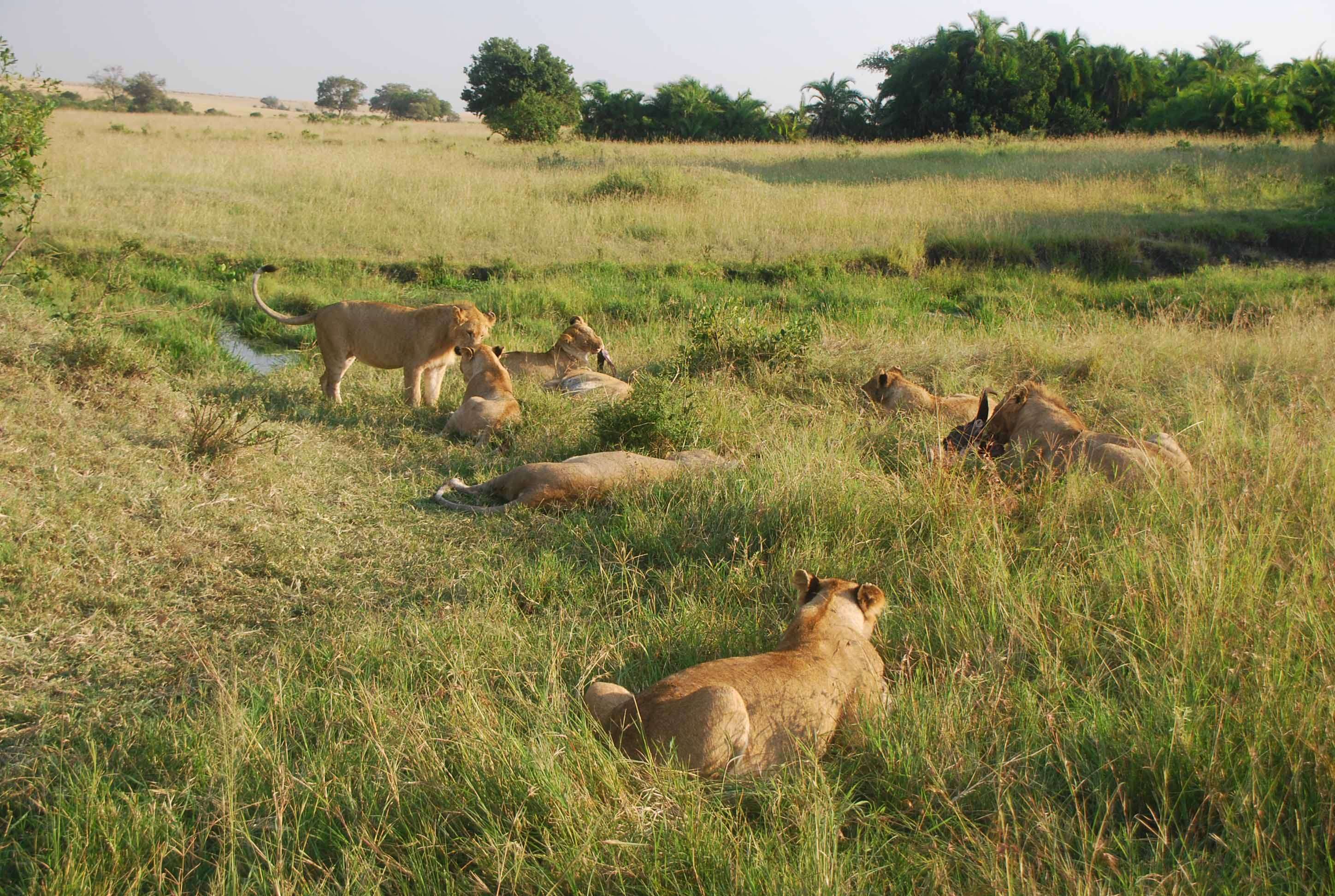 Regreso al Mara - Kenia - Blogs de Kenia - Un montón de leones y un poquito de porno (10)